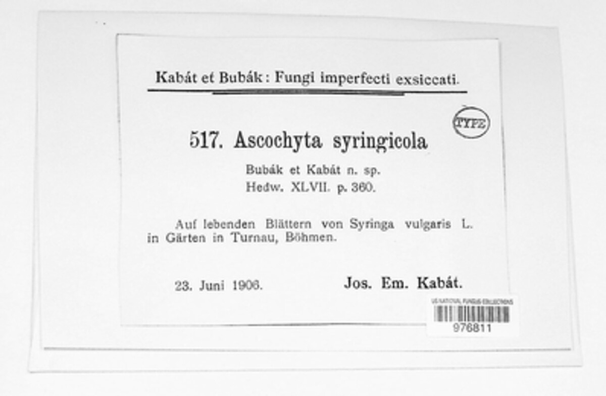 Ascochyta syringicola image